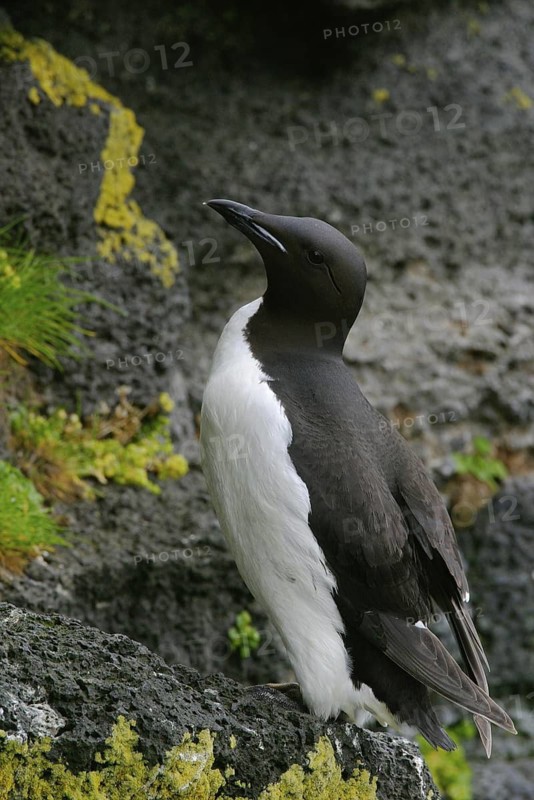 Thick-billed Murre (Uria lomvia), Alaska, USA