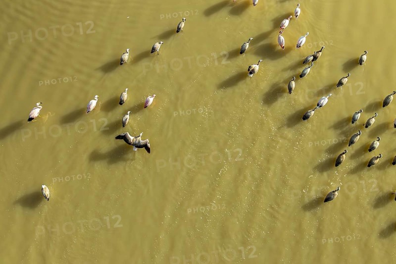 Aerial view of graceful flamingos wading in the serene waters of Laguna Grande, Catamarca, Argentina. Their reflection dances across the shimmering surface, creating a tranquil scene