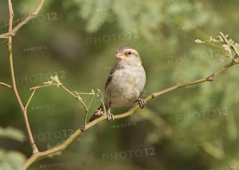 Iago Sparrow (Passer iagoensis) female, Cape Verde