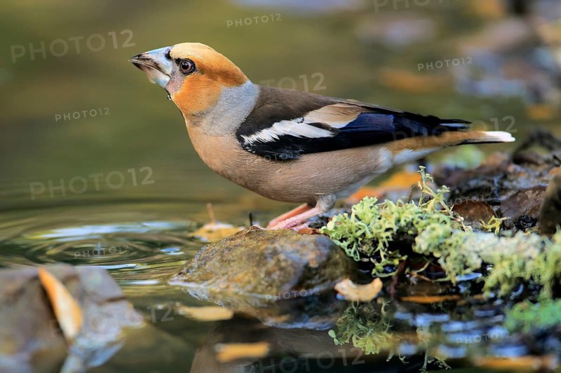 Hawfinch (Coccothraustes coccothraustes) male drinking at a waterhole, Andalusia, Spain