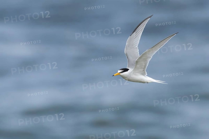 Little tern (Sternula albifrons) adult bird in flight over the sea in summer, Suffolk, England, United KIngdom