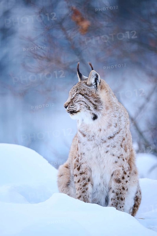 Eurasian lynx (Lynx lynx) sitting in the snow, Wildpark Aurach, Kitzbühl, Tirol, Austria