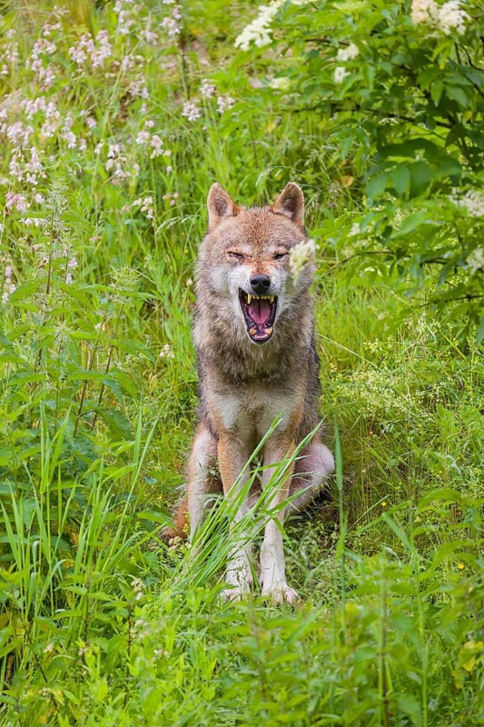 A eurasian gray wolf (Canis lupus lupus) sits on a hill in green vegetation