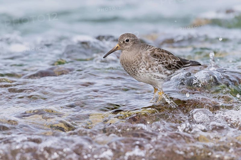 Purple Sandpiper (Calidris maritima), Asturias, Spain