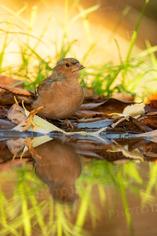 A chaffinch stands gracefully by the water, surrounded by fallen autumn leaves and vibrant green grass, reflecting its image in the still water