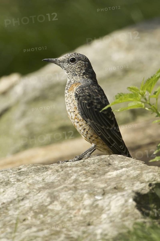 Common Rock Thrush (Monticola saxatilis) female, Austria