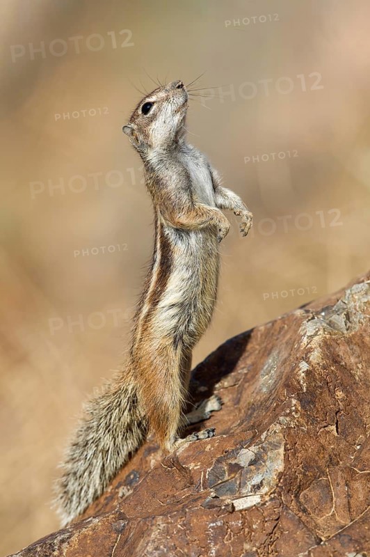 Barbary Ground Squirrel (Atlantoxerus getulus) vigilant standing on a rock, Fuerteventura, Spain