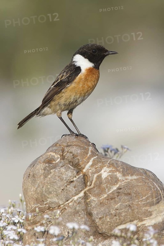 European Stonechat (Saxicola rubicola) male, St. Gallen, Switzerland