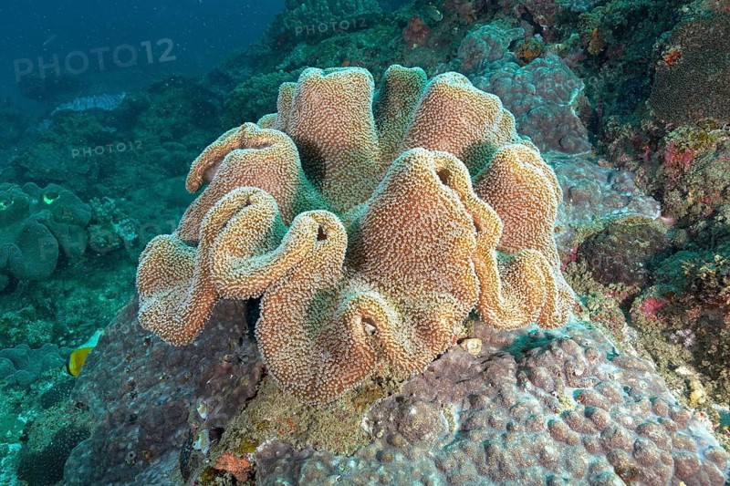 Mushroom leather coral (Sarcophyton glaucum)