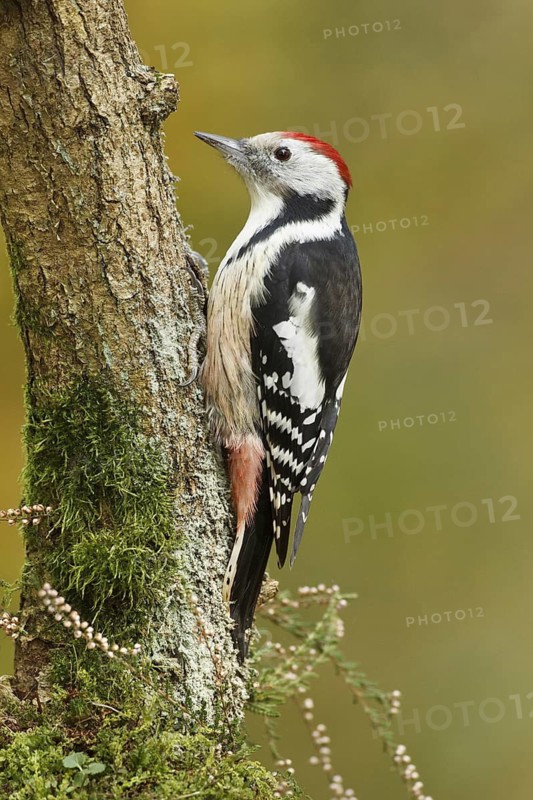 Middle Spotted Woodpecker (Dendrocoptes medius), Rhineland-Palatinate, Germany
