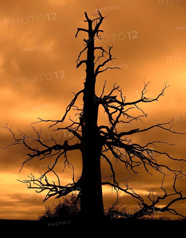 Eerie silhouette of dead sweet chestnut tree at Château d'Hougoumont, battle scarred during 1815 Battle of Waterloo at Braine-l'Alleud, Belgium