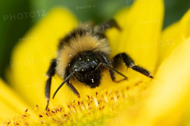 Buff tailed bumblebee (Bombus terrestris) adult bee insect feeding on a garden sunflower flower in summer, England, United Kingdom
