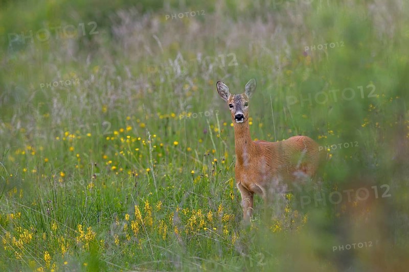 A doe (Capreolus capreolus) on one of the beautiful wildflower meadows in the High Tatras in Slovakia, June, High Tatras, Slovakia