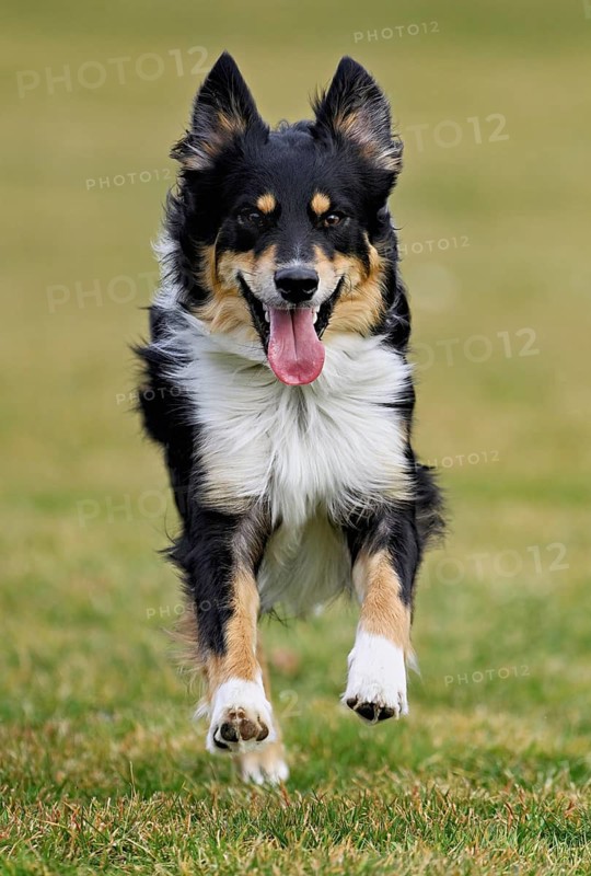 Mixed breed dog between Border Collie and Australian Shepherd jumps across meadow, Switzerland