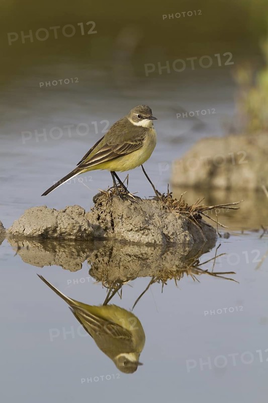 Western YellowWagtail (Motacilla flava thunbergi) female, Cyprus