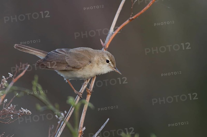 Syke's Warbler - Steppenspötter - Iduna rama, Kazakhstan