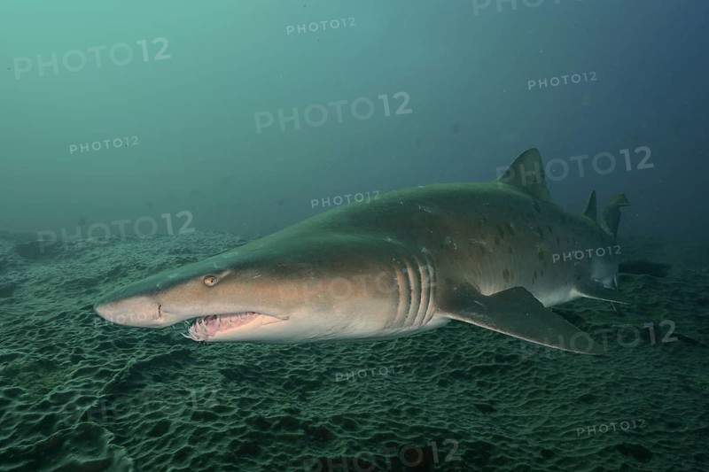 Sand tiger shark (Carcharias taurus)