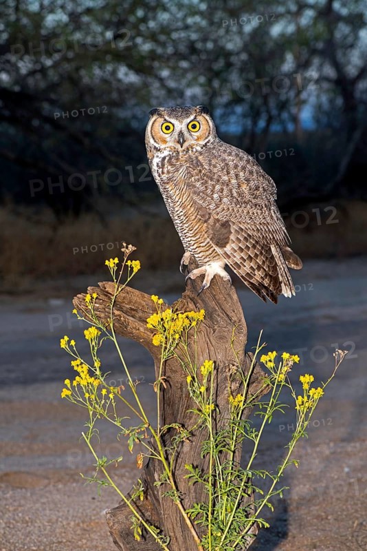 Great Horned Owl Bubo virginianus Tucson, Arizona, United States 22 November Adult Strigidae