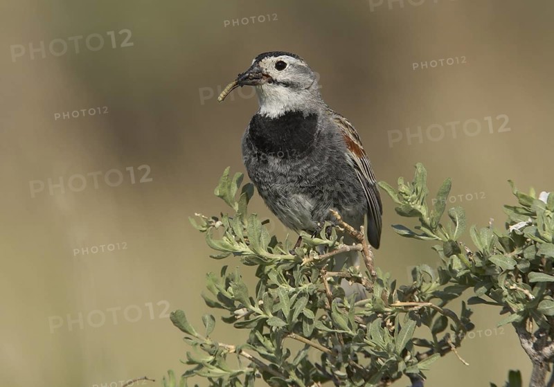 McCown's Longspur (Rhynchophanes mccownii), Colorado, USA
