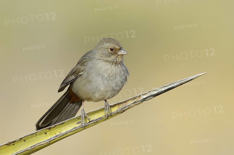 California Towhee (Melozone crissalis), California, USA