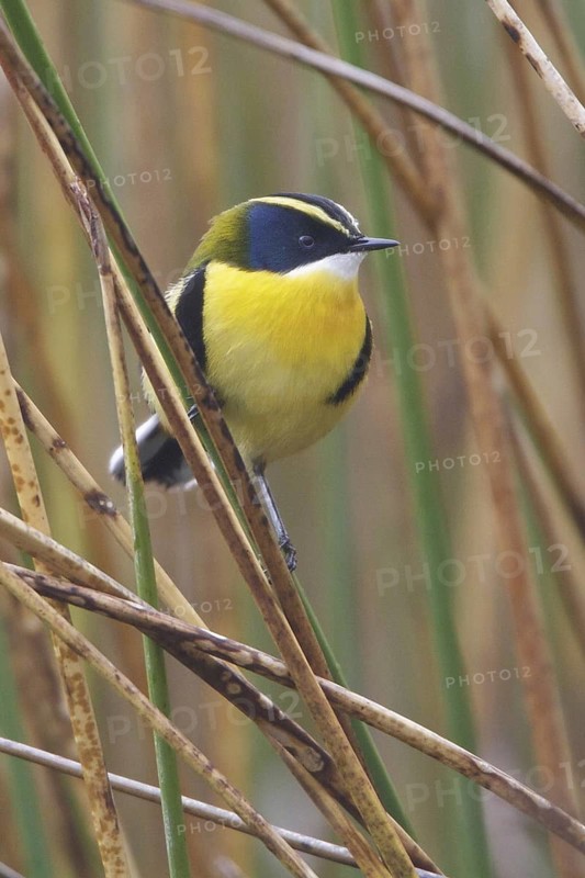 Many-colored Rush Tyrant (Tachuris rubrigastra), Lago Junin, Peru