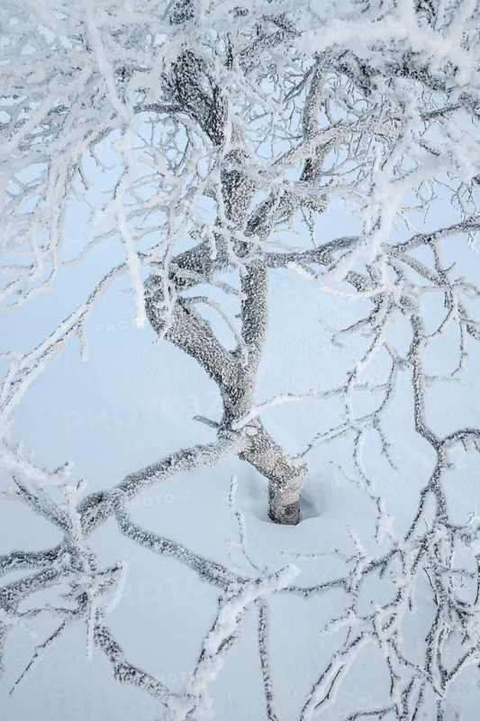 Frost-covered fjällbirke, Saariselkä, Lapland, Finland, January 2025