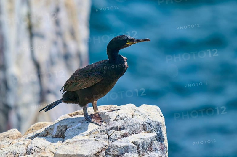 A bird on a rock overlooking the blue sea, nature and solitude dominate the scene, Cormorant (Phalacrocorax aristotelis), Seahouses, Inner Farne, Farne Islands, Northumberland, England, Great Britain