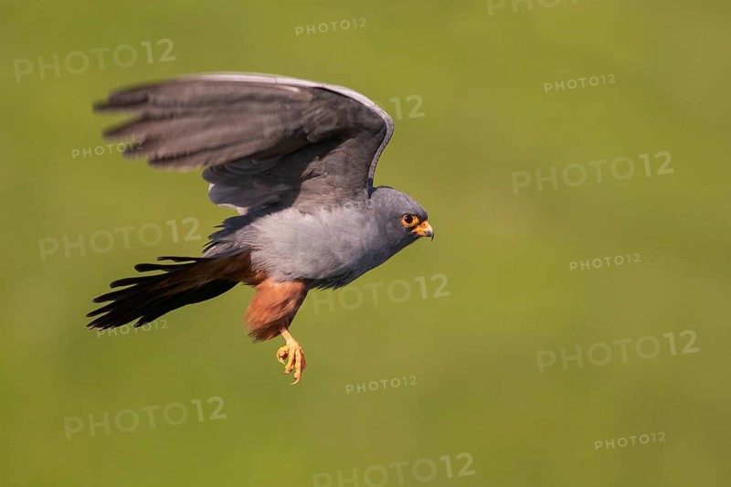 Red-footed Falcon (Falco vespertinus) male flying, Subotica, Serbia