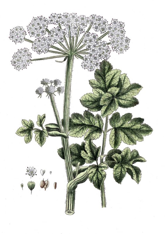 Heracleum spondylium, meadow hogweed, digital reproduction of a historical model, between 1790 and 1810