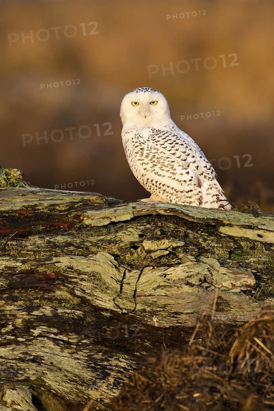 Snowy Owl (Bubo scandiacus) female, British Columbia, Canada
