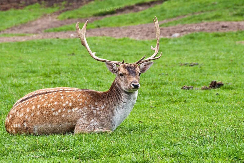 Fallow deer bull (Dama dama) in captivity, Poland
