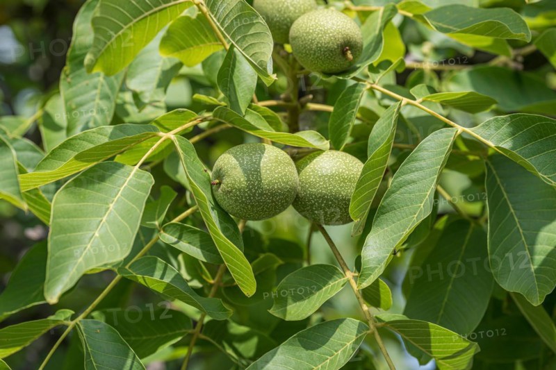 Walnut (Juglans regia 'Ockerwitzer Lange'), Kühne Omsewitz nursery, Germany