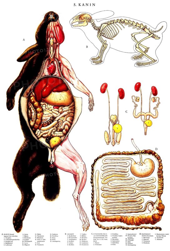 Anatomy, animal kingdom, anatomical illustration showing in detail the internal structure of a rabbit, reproduction of a historical school picture, mural or teaching board, authentic, exact date unknown