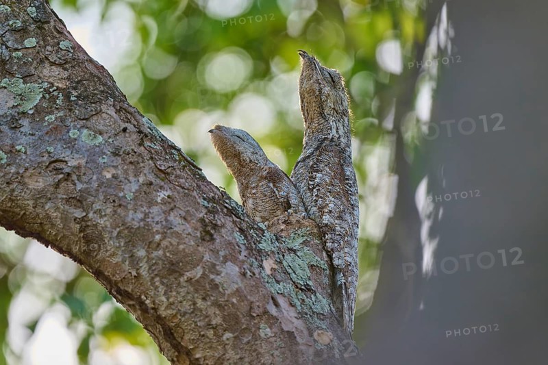 Two well camouflaged birds on a tree hiding in the wild, Rufous-tailed jacamar (Galbula ruficauda), Pantanal, Mato Grosso, Brazil