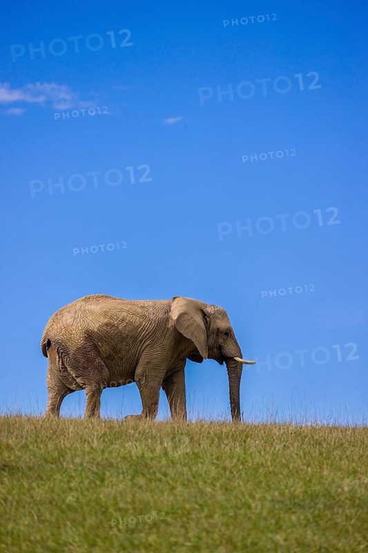 An adult female African elephant (Loxodonta africana) stands on a meadow with tall grass, eating it