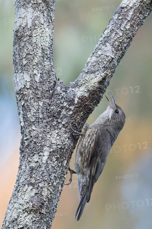 White-throated Treecreeper (Cormobates leucophaea) perched on a branch in eastern Australia