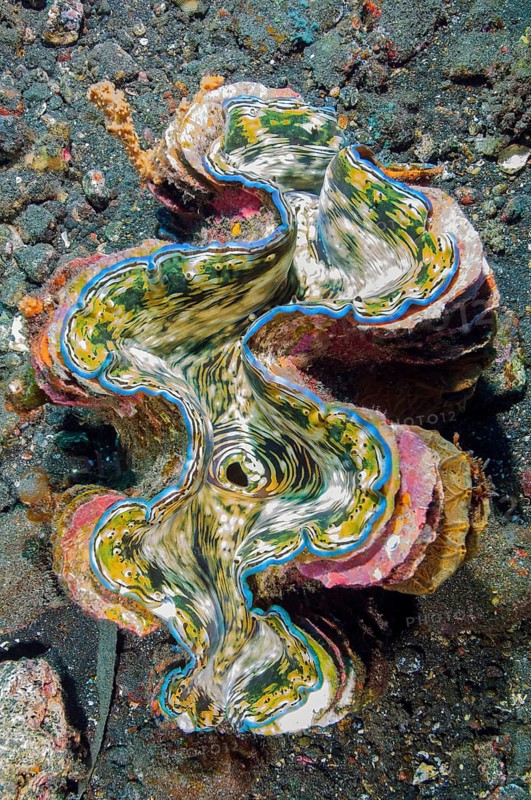 Underwater photo of Giant clam (Tridacna squamosa) with typical long scales with large gaps in between, Pacific Ocean, Bali, Indonesia