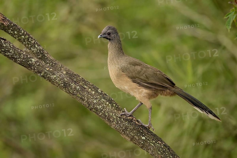 Plain Chachalaca (Ortalis vetula mccalli) perched on a branch, Texas, USA