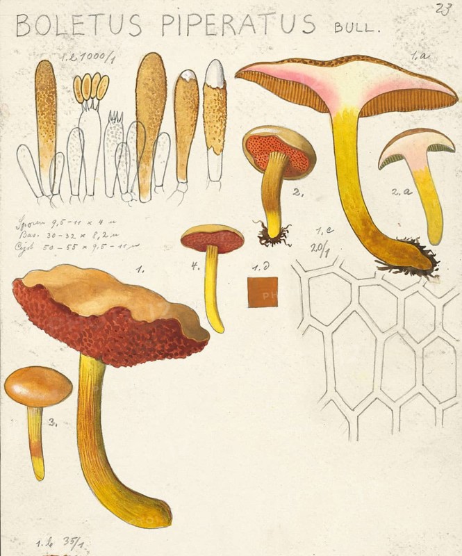 Mushroom, fungus, Peppered boletus, Chalciporus piperatus, syn. Boletus piperatus, authentic reproduction of an illustration by Hans Walty (1868-1948) from about 1915, historical