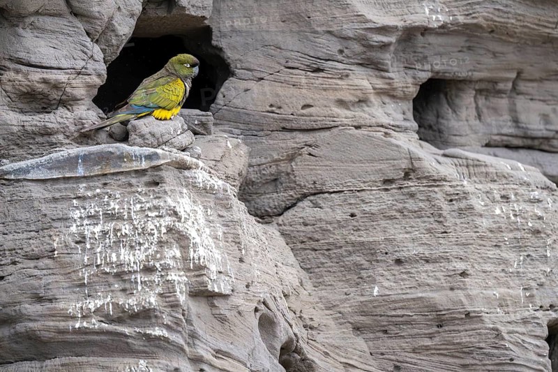 Rock parakeet (Cyanoliseus patagonus) sitting at the entrance of its breeding den in a sandstone cliff, Balneario El Cóndor, Río Negro, Argentina
