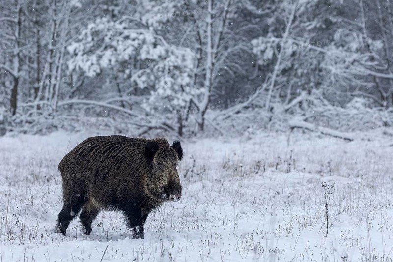 The overrunner (Sus scrofa) seems to have noticed something in the neighbouring spruce thicket, early winter, winter, snow, cold, intoxication, mating season, November, Denmark