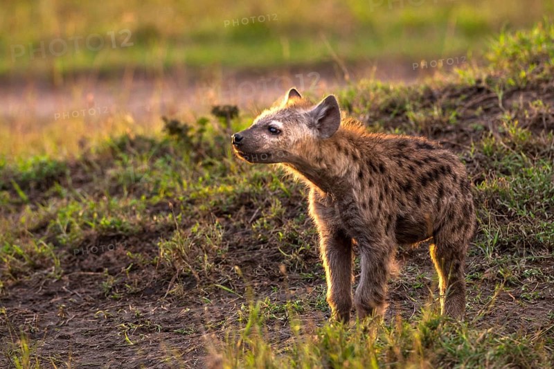 Spotted hyena (Crocuta crocuta), Masai Mara, Kenya