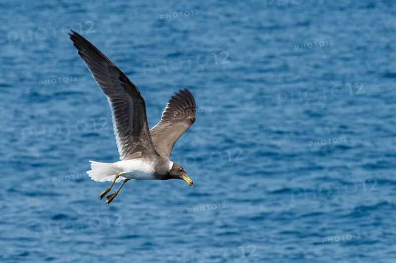 Sooty Gull (Ichthyaetus hemprichii) flying, Port Sudan, Sudan