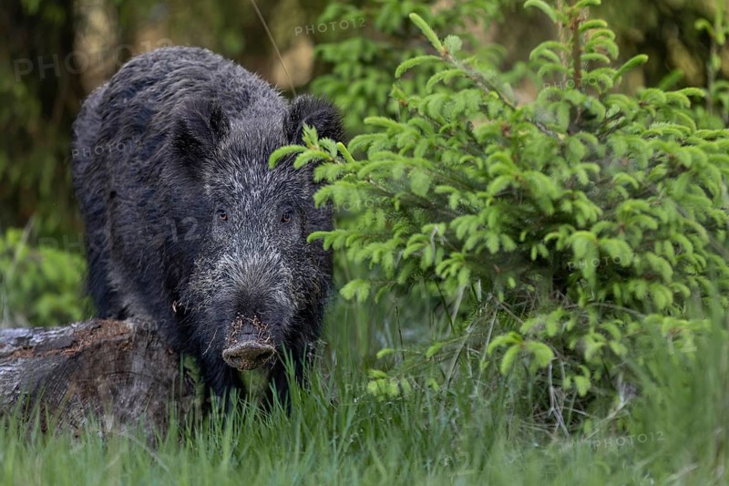 Wild boar (Sus scrofa) looking for food in a quiet forest area in the early evening, spring, Denmark