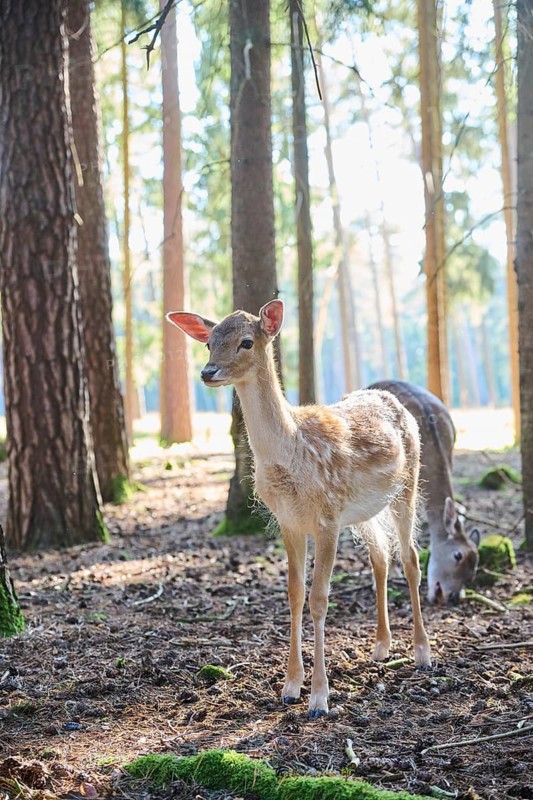 European fallow deer (Dama dama) youngster in a forest, Bavaria, Germany