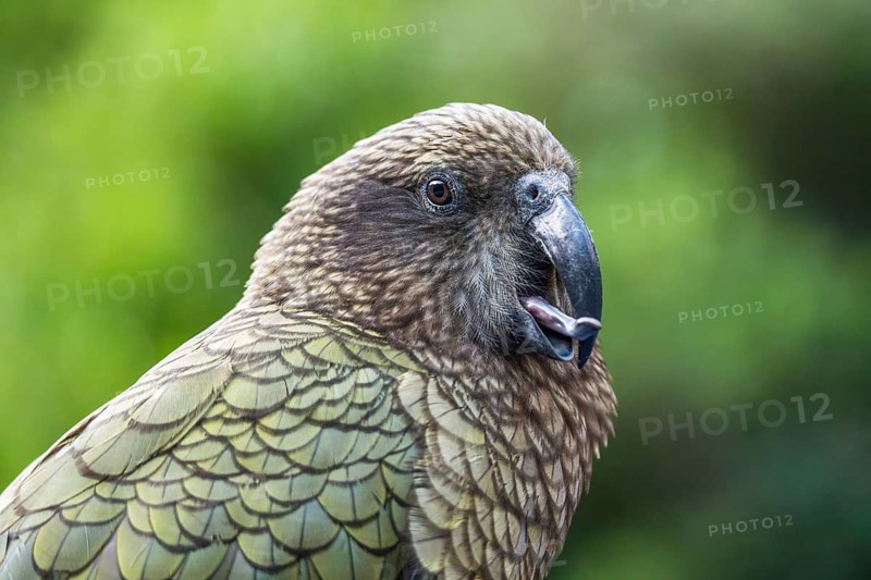 Portrait of a Kea sticking out his tongue. Milford Road, Fiordland National Park, Southland Region, South Island, New Zealand