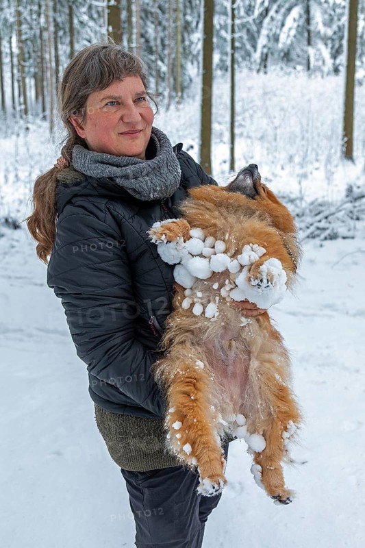 Mistress showing medium-sized Spitz with snow on her skin after walking through deep snow, Sieversen, Samtgemeinde Rosengarten, Lower Saxony, Germany