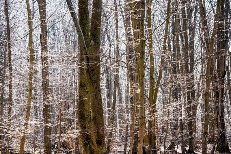 Primeval forest Urwald Sababurg, Hofgeismar, Weser Uplands, Weserbergland, Hesse, Germany