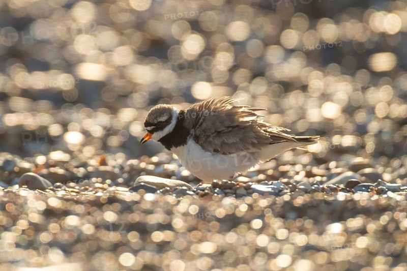 Ringed plover (Charadrius hiaticula) adult wading bird on a shingle beach, Suffolk, England, United Kingdom