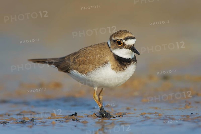 Little Ringed Plover (Charadrius dubius), Lazio, Italy